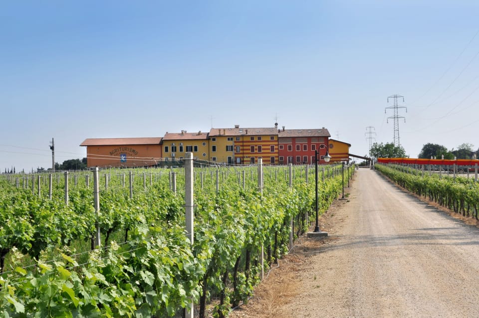 Vineyard view