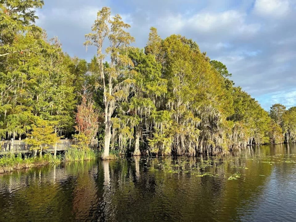 View from the dock. Spot alligators, fish, and turtles. 
