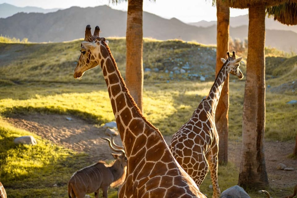 The Living Desert Zoo and Gardens is part zoo and part botanical garden, all in the extraordinary setting of the desert. Along with animals like rhinos, giraffes and zebras, plus a handful of gardens that showcase more than 1,600 species of plants.
