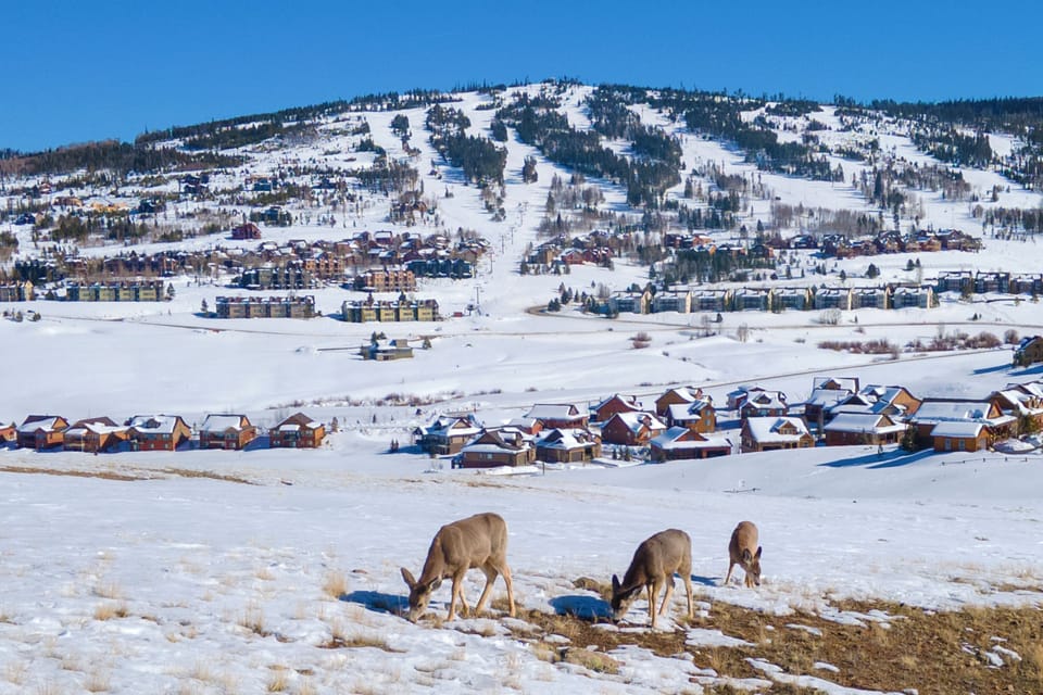 Snow-covered ski resort nestled in winter mountains with deer grazing peacefully in the foreground meadows.