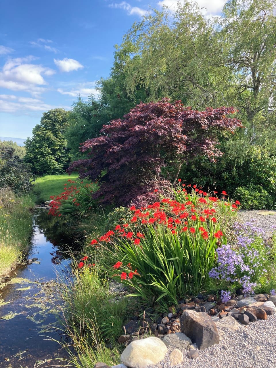 Our garden