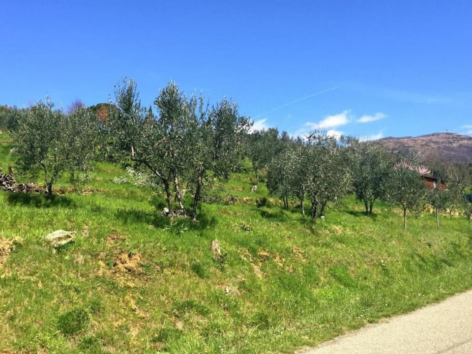 Region [summer] (>5 km)