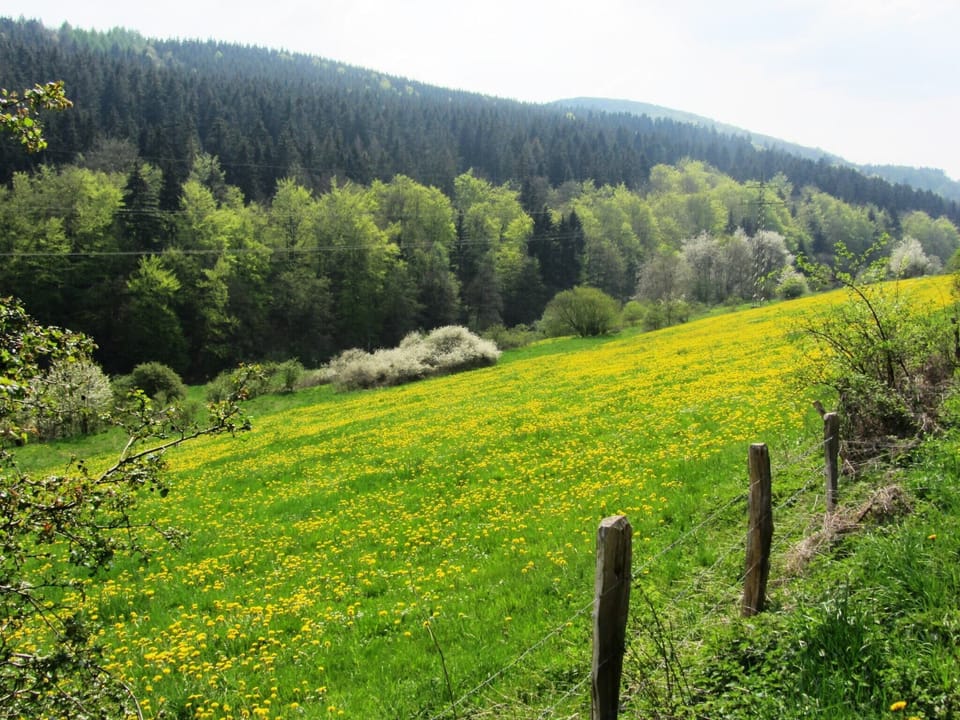 Region [summer] (>5 km)