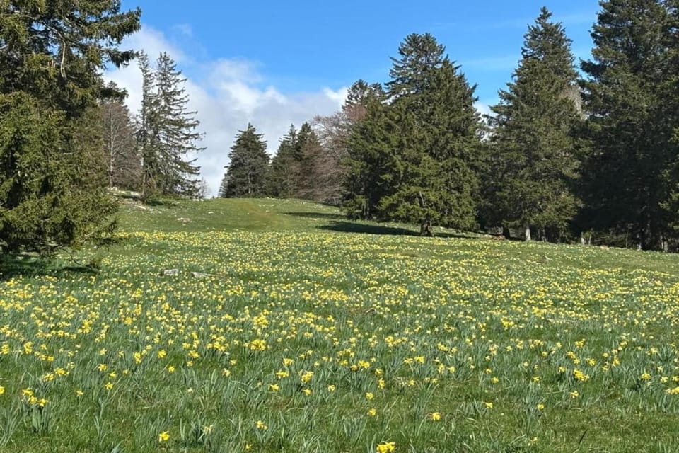 Region [summer] (>5 km)