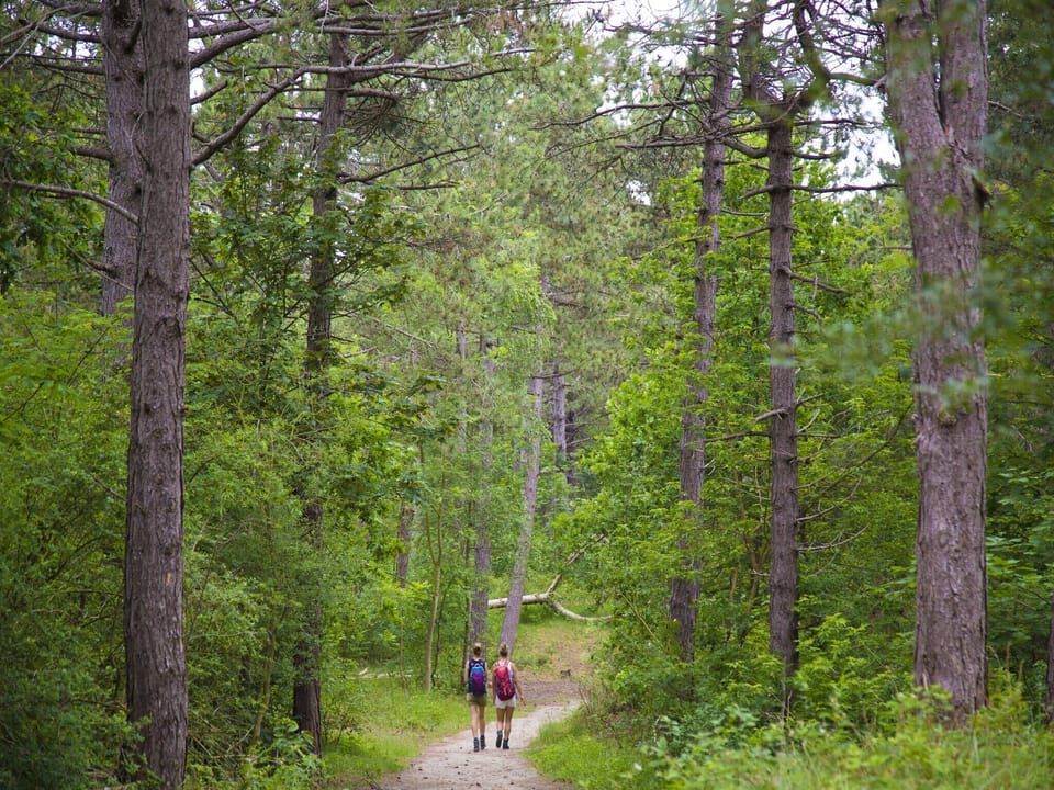 Immediate Surroundings [summer] (<1 km)