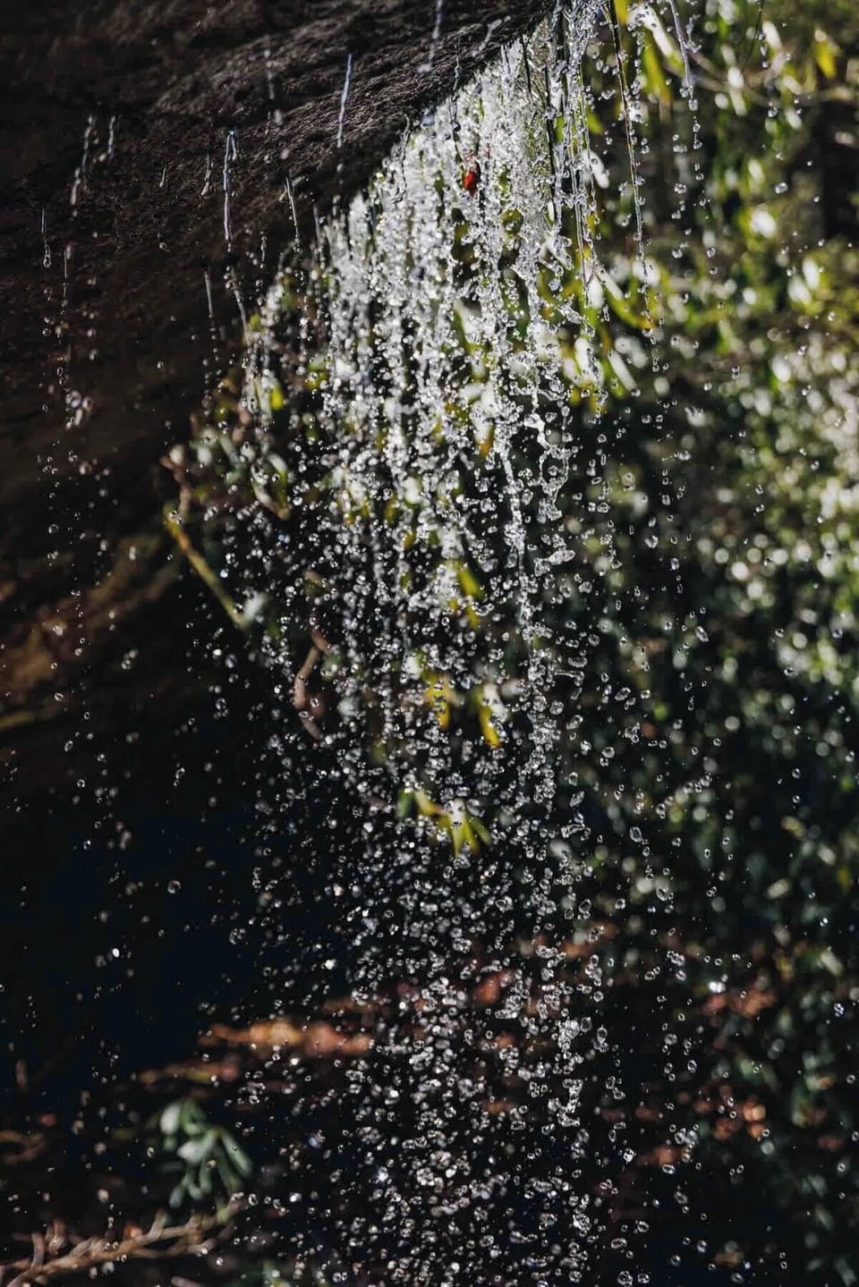 Tons of natural features hidden on our 50 acres