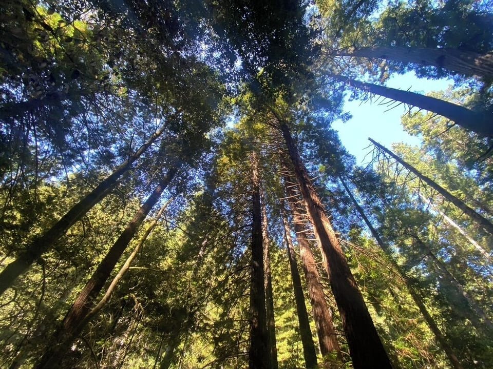 the hills are filled with redwoods
Explore up the Gualala river or Van Dam Park.