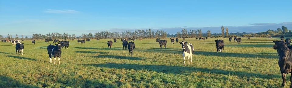 Normally Cattle and Deer in surrounding fields