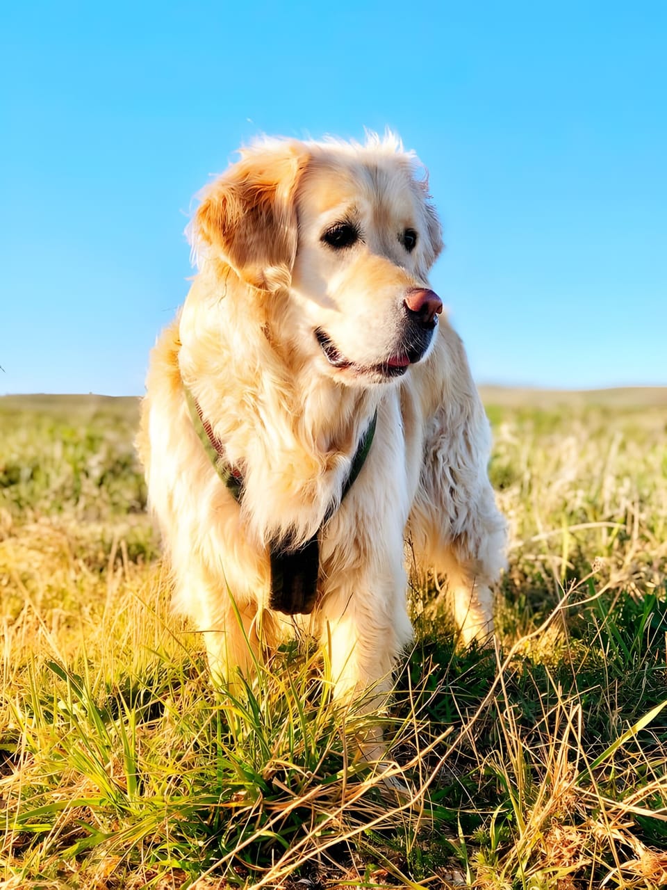 Pet-friendly