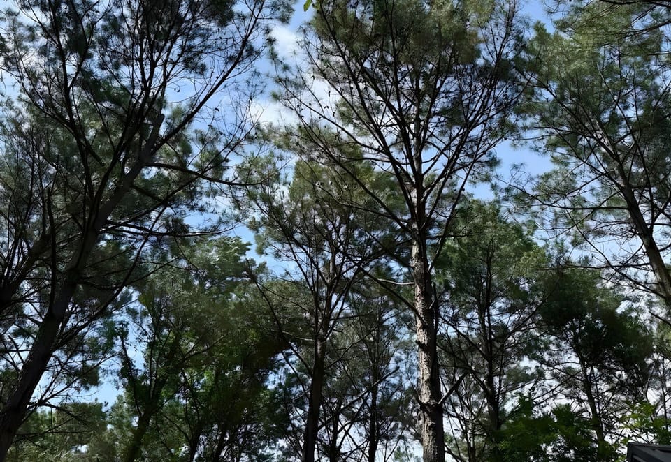 Immerse yourself in the beauty of towering trees and peaceful forest trails