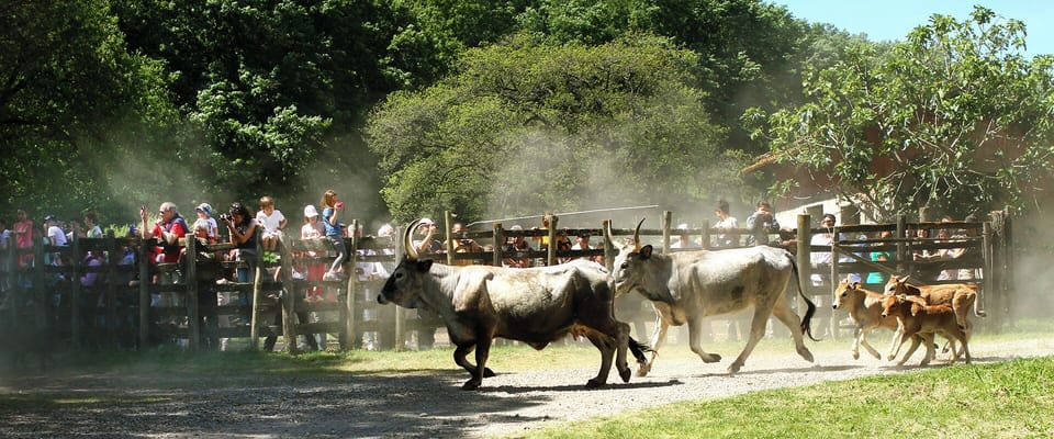 Game viewing