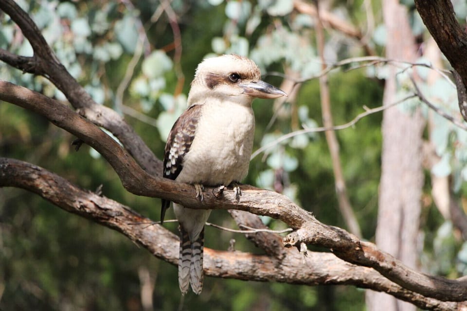 Our resident kookaburra ...