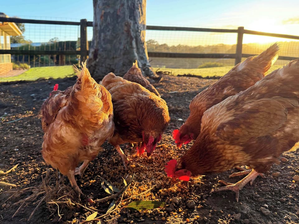 Feed our small flock of happy chooks.