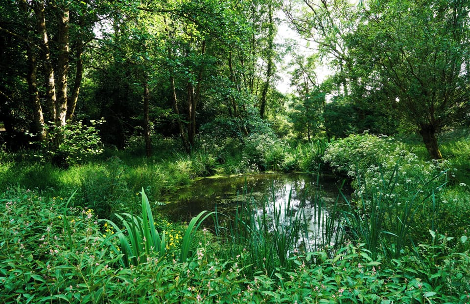 Stroll down to the 'big' pond and immerse yourself in nature.