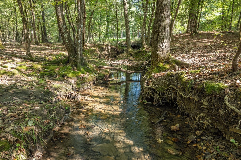 Serene creek winding through the forest. Perfect for quiet reflection, nature walks, and a moment of calm beneath the trees.