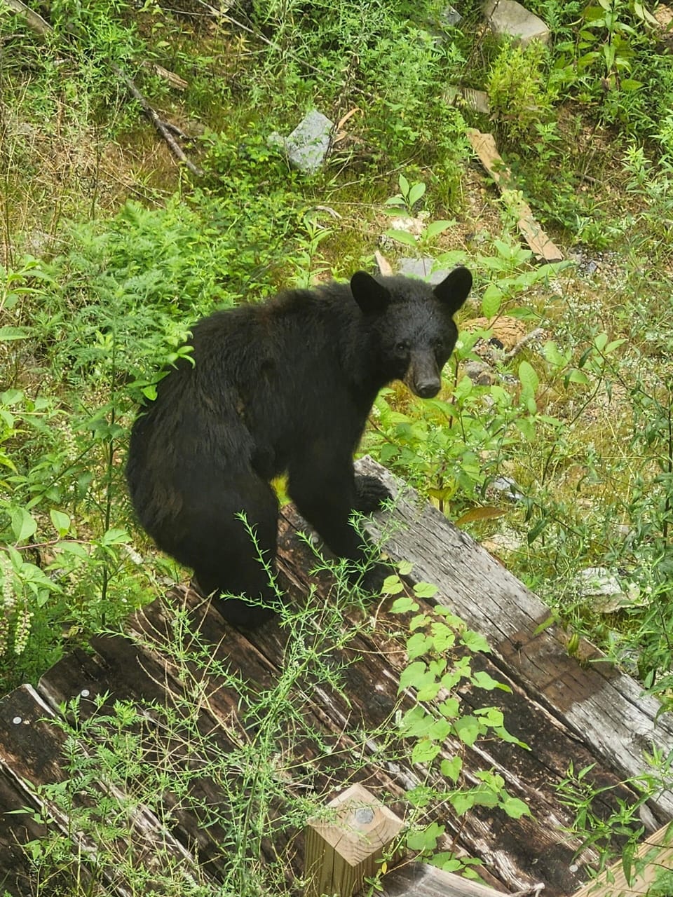 Our visitor right off the 2nd deck! 🐻