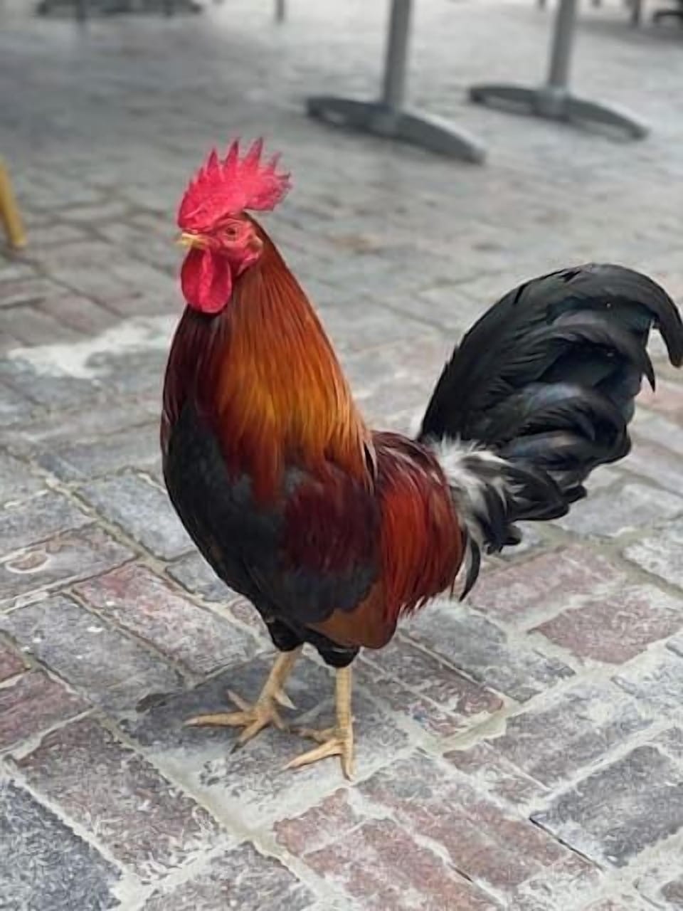 Key West Rooster