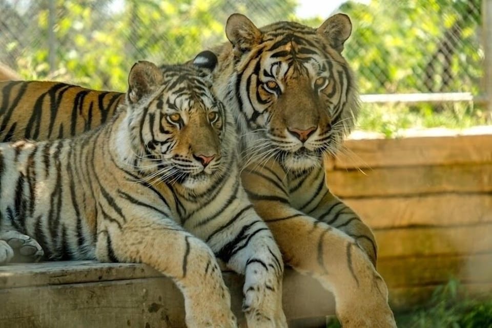 Greenview Park and Zoo