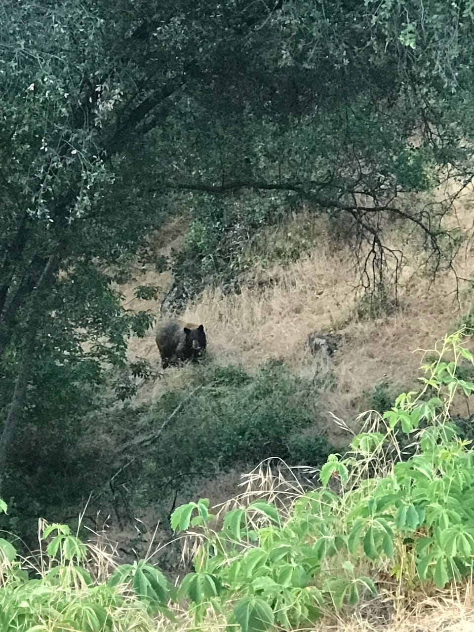 One of our "full figured" visitors!  Don't leave food out, they really like BBQ!