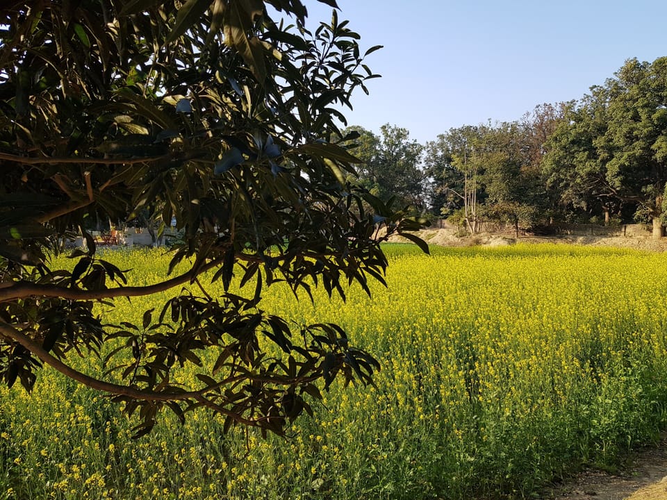 Garden view