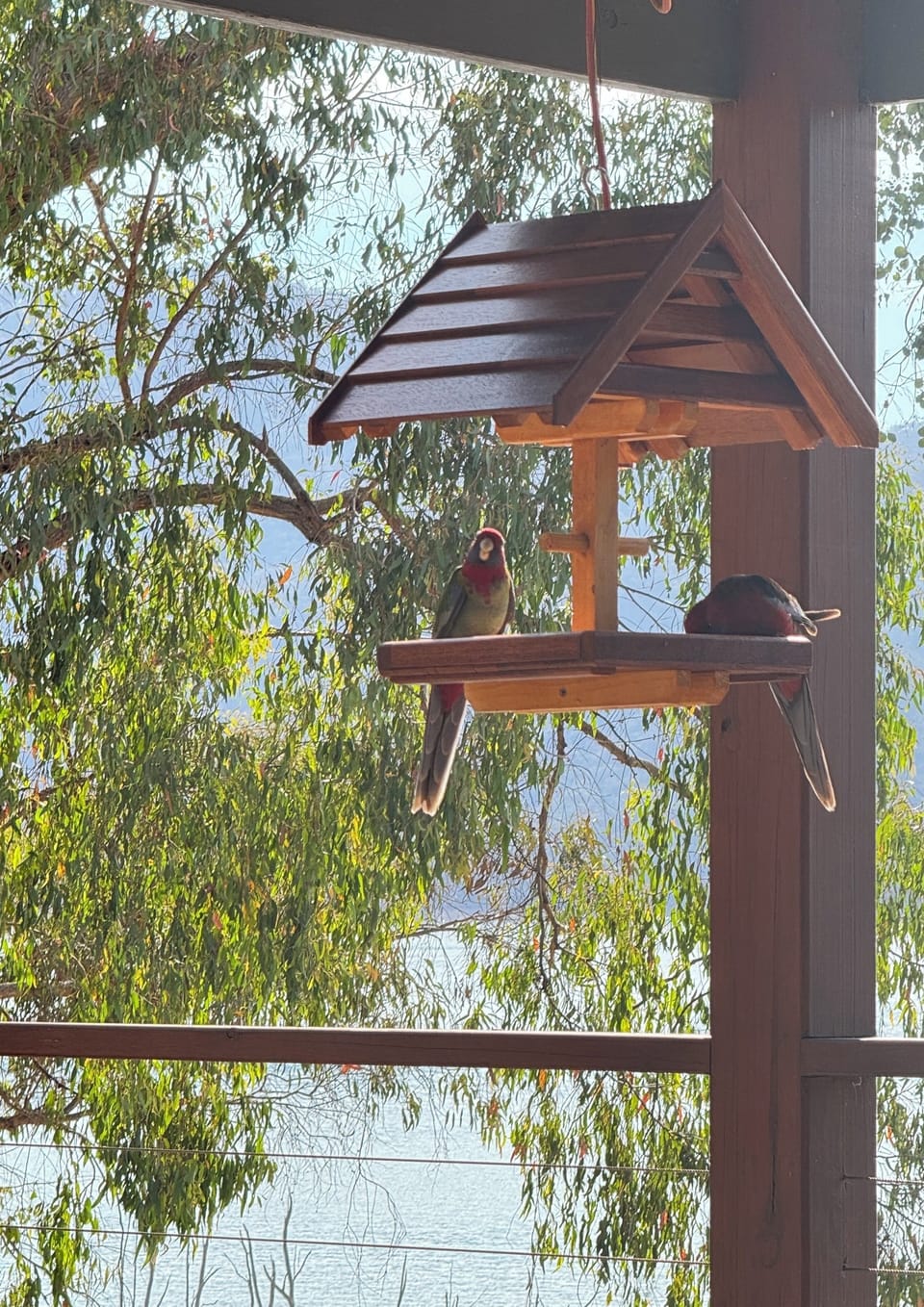 Bird life on the deck
