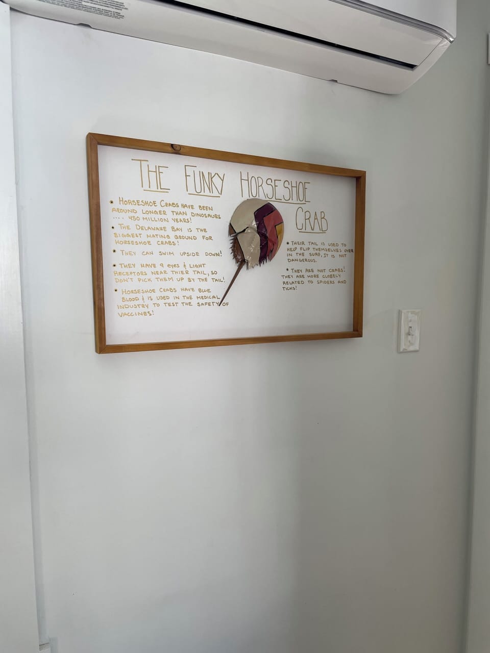 Horseshoe Crab Picture