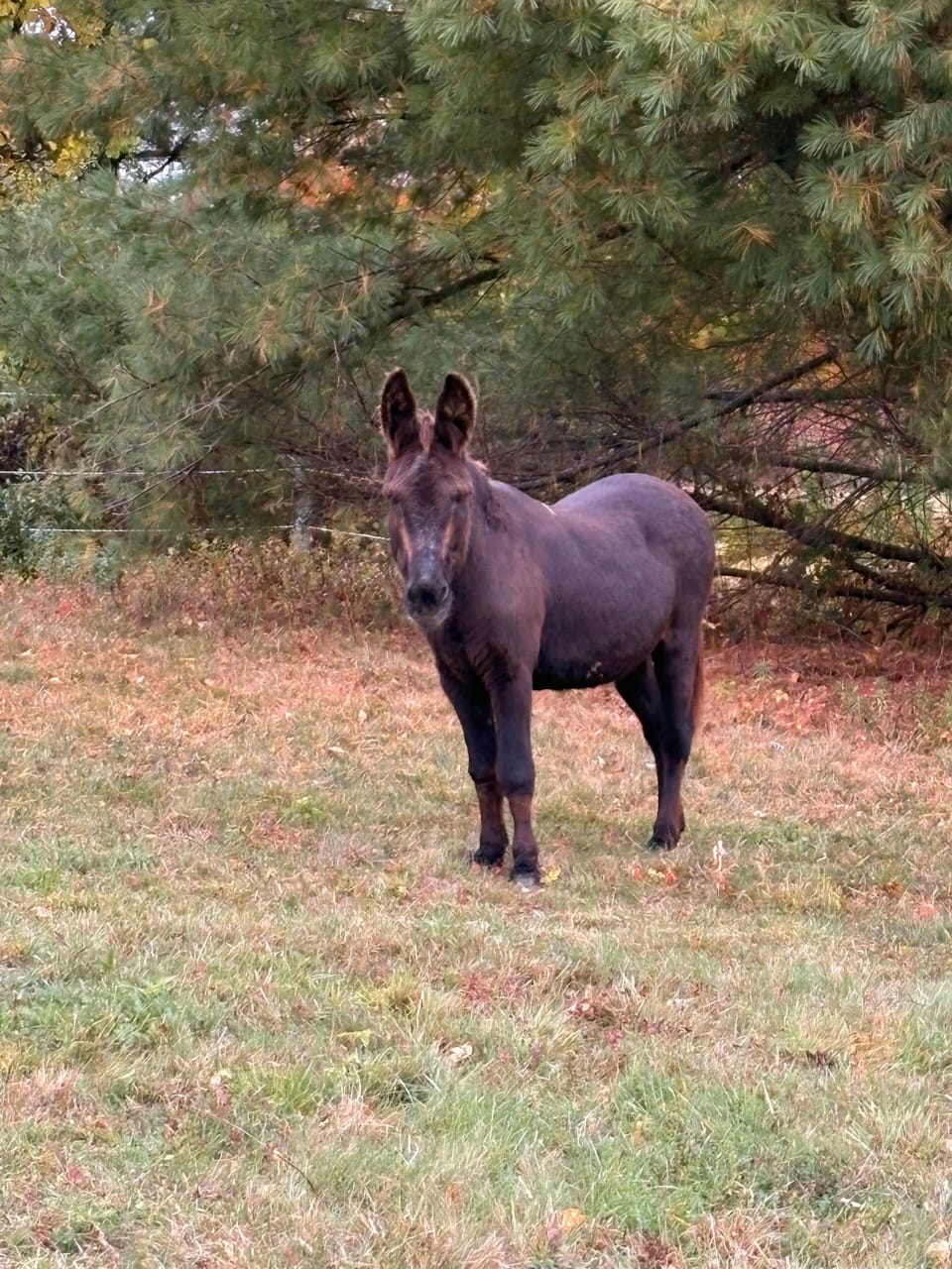 Resident donkey Captain Jack