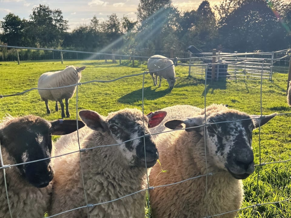 Surrounding area | Herdwick, Grove