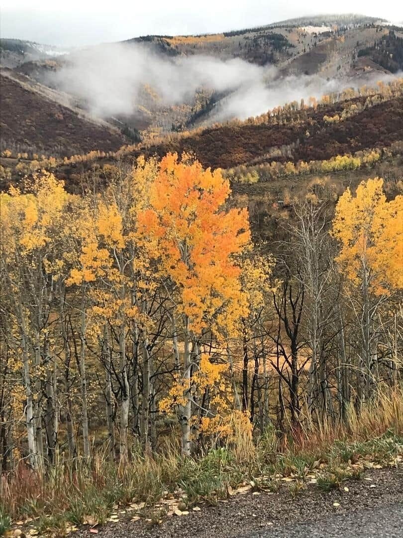 Fall Colors 