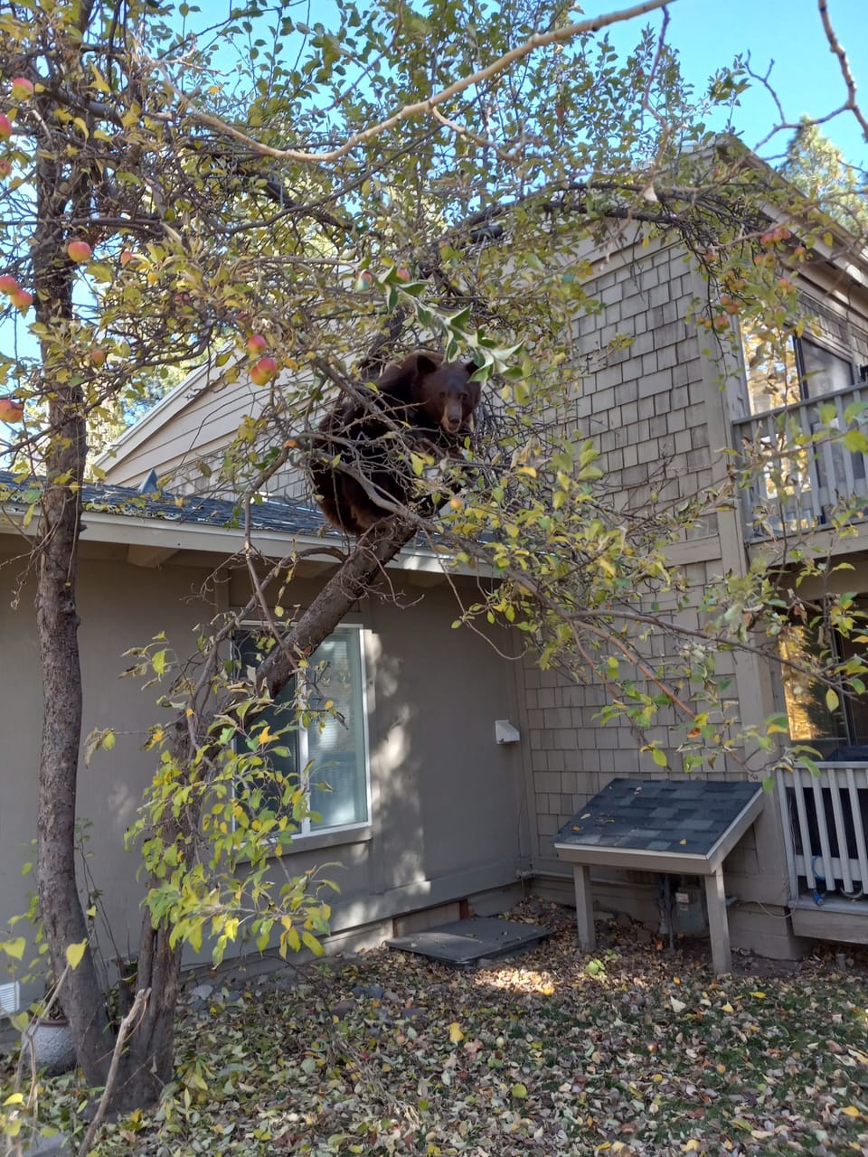 Just one of many of Incline Village's locals hanging out.