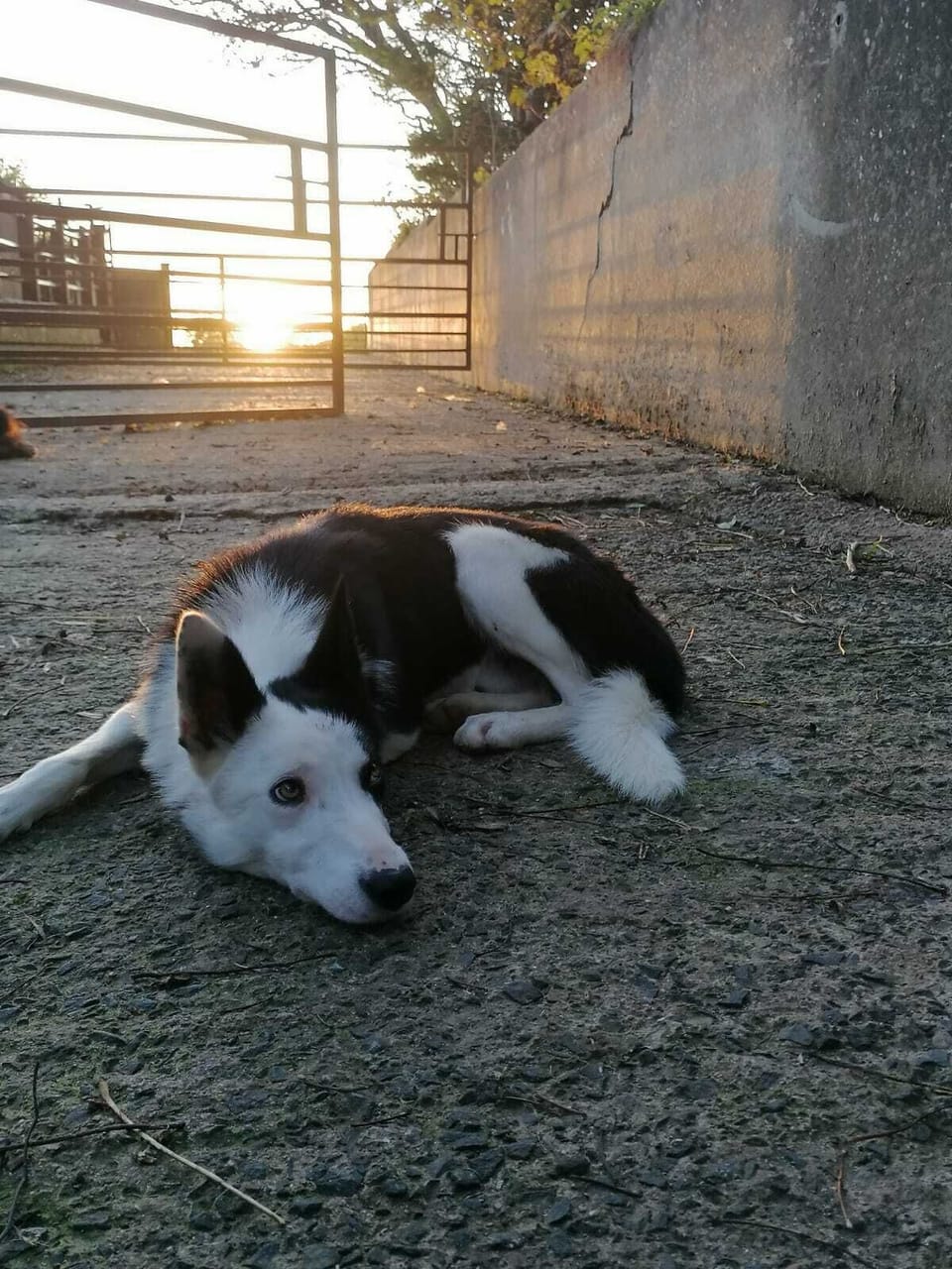 Glen - our sheep dig