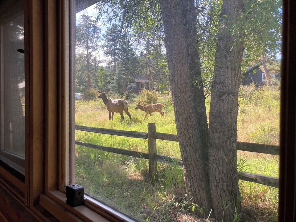 momma elk and baby spotted from the bedroom window