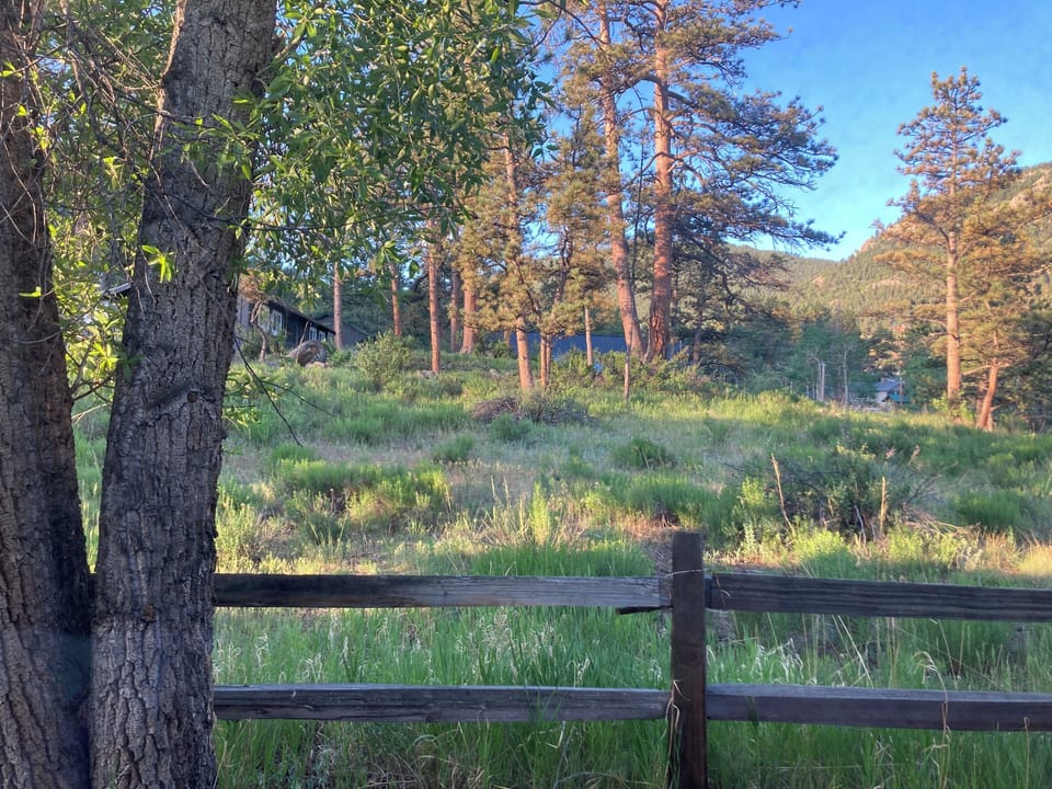 morning in the meadow behind the cabin 