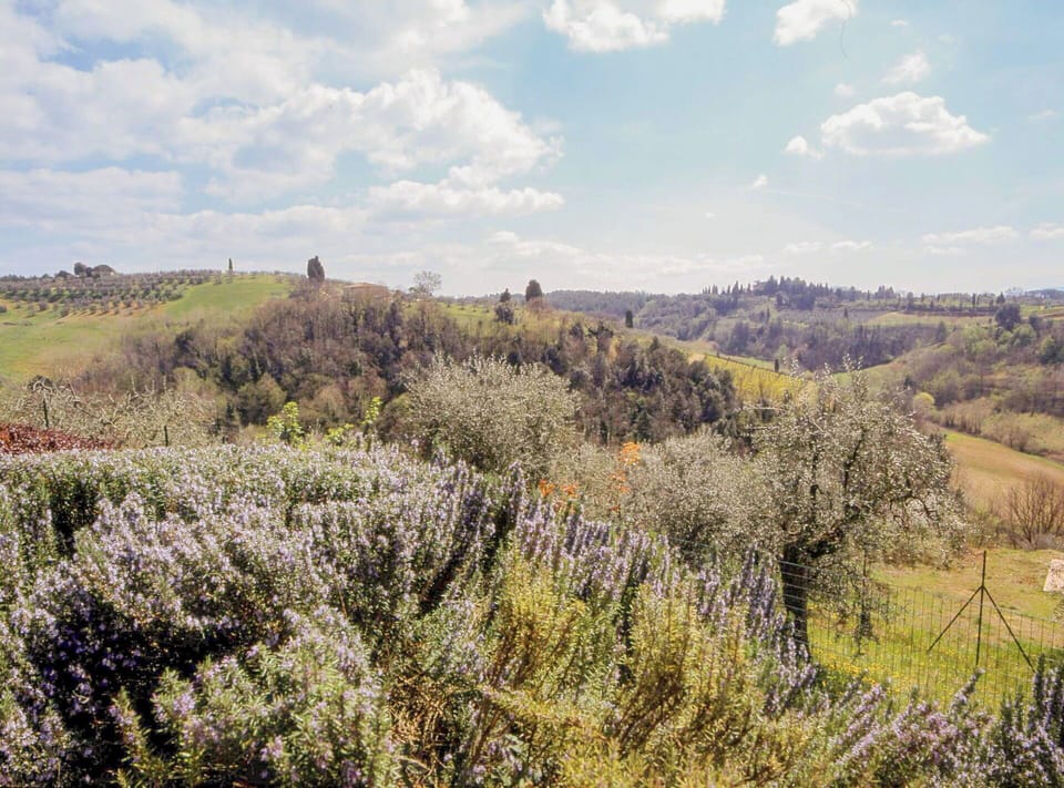 Vegetation, Natural Landscape, Shrub, Plant Community, Grassland, Groundcover, Field, Meadow, Shrubland, Wildflower