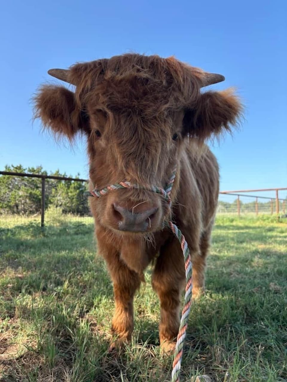 Texas glampgrounds blue moon tiny home mini highland cow calf
