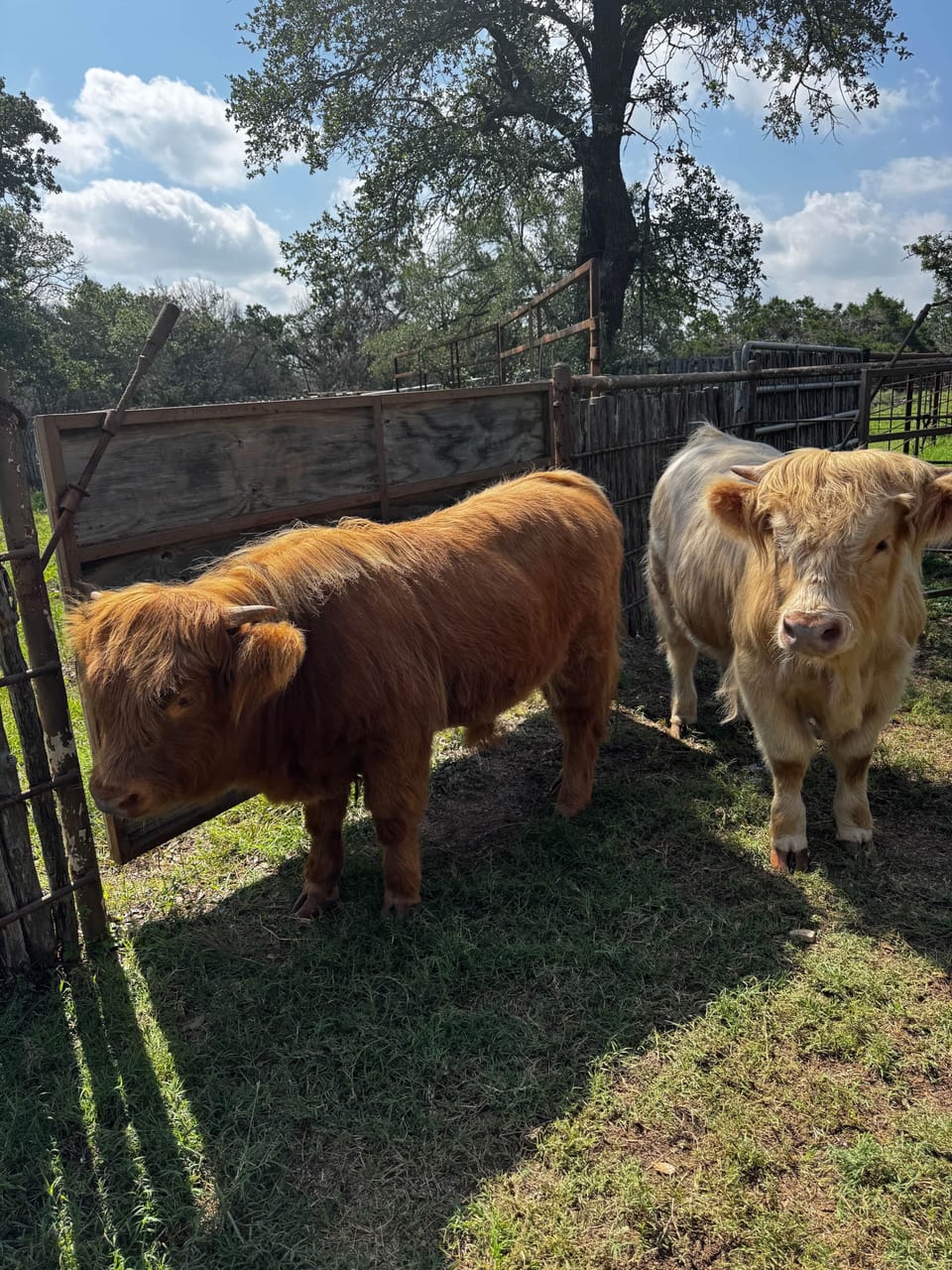 Come see our mini highland cows who live on property!