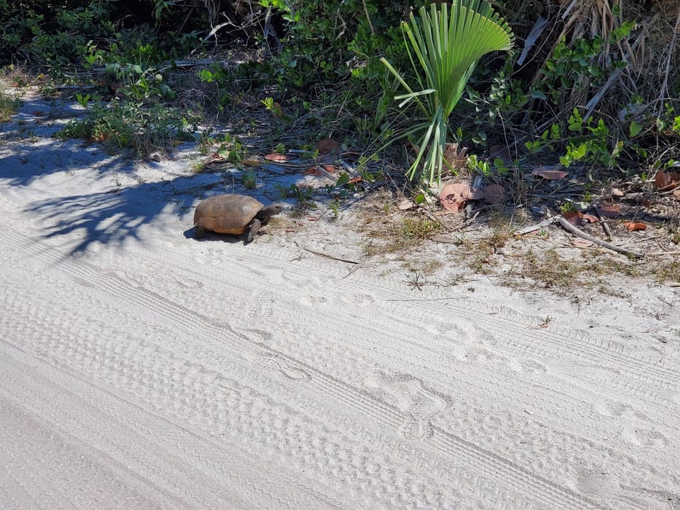 Our local Gopher Tortoise