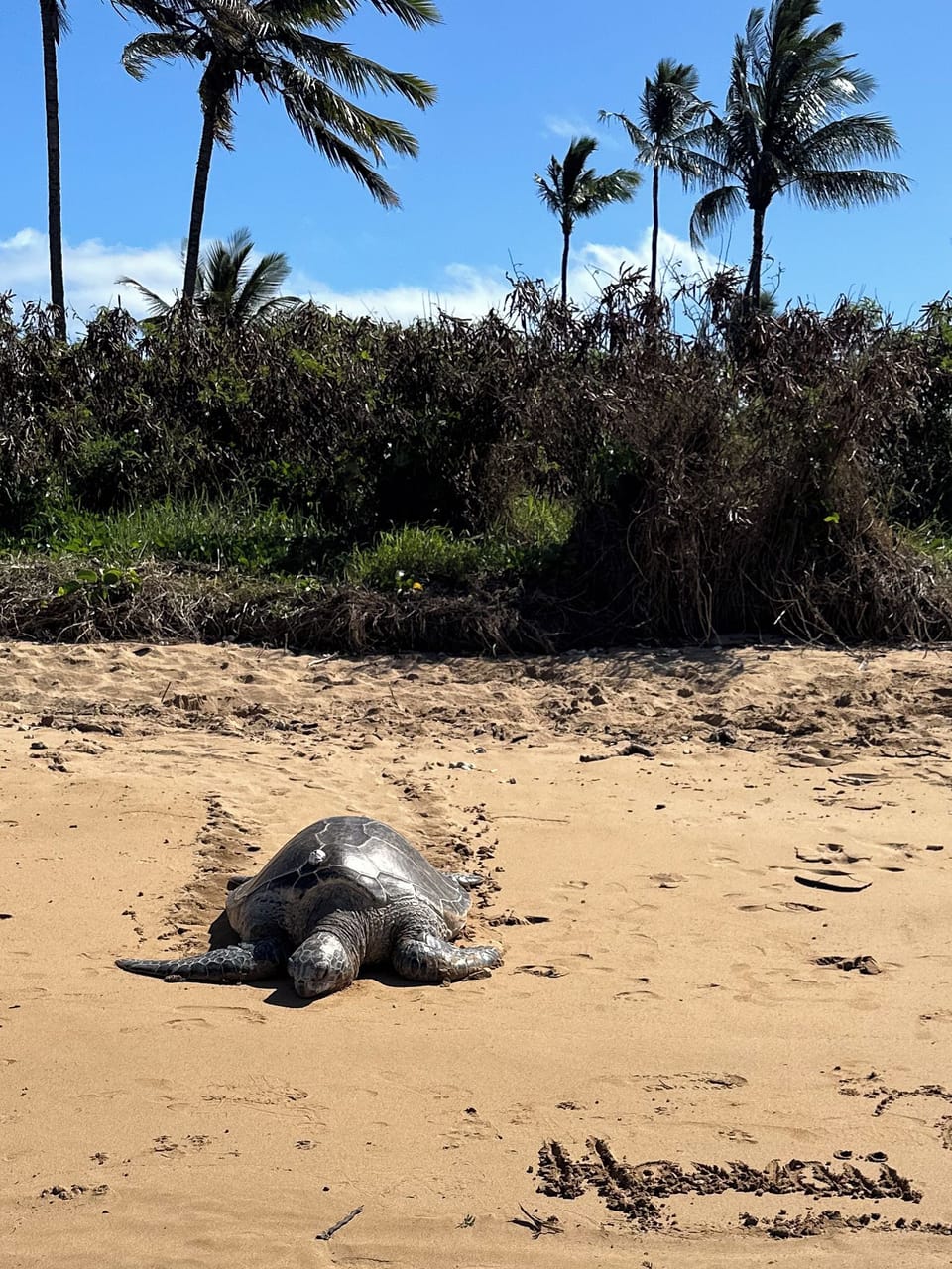 Experience the magic of local wildlife just a short stroll away. This beautiful Hawaiian green sea turtle (Honu) was photographed resting on the nearby beach, offering a peaceful glimpse into the island's incredible natural surroundings.