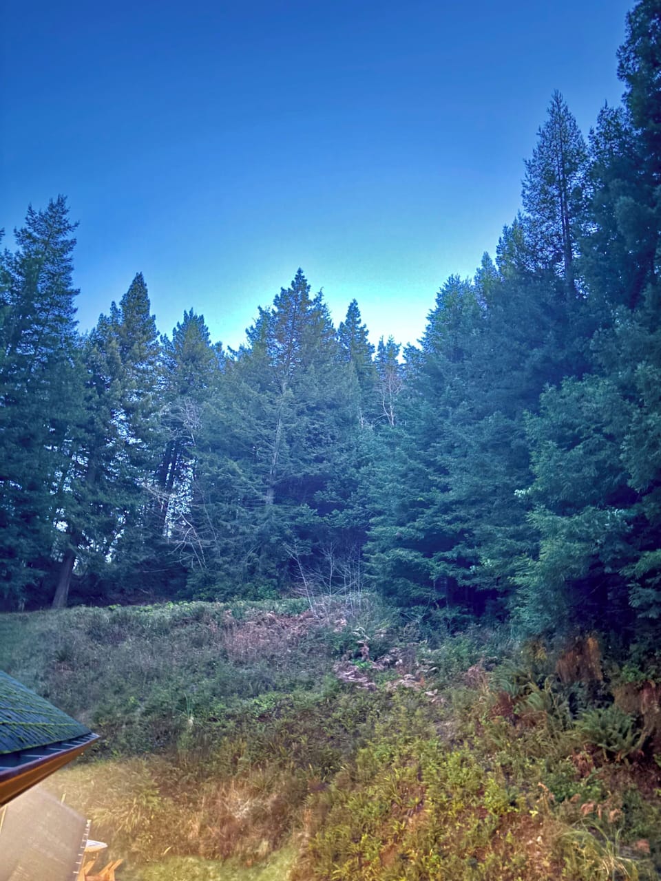View of backyard from deck