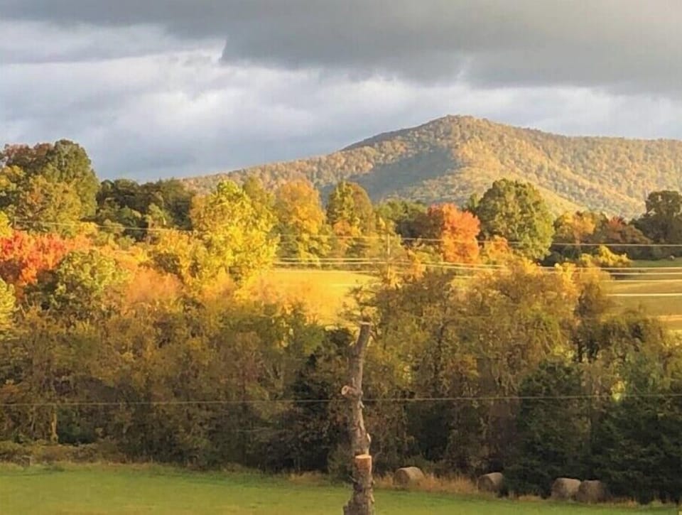 view from back porch