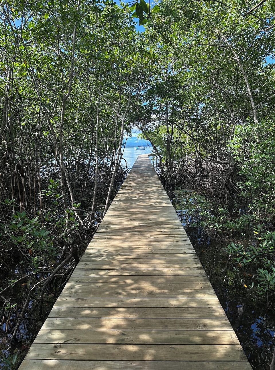 The walkway through the mangroves to the garden area