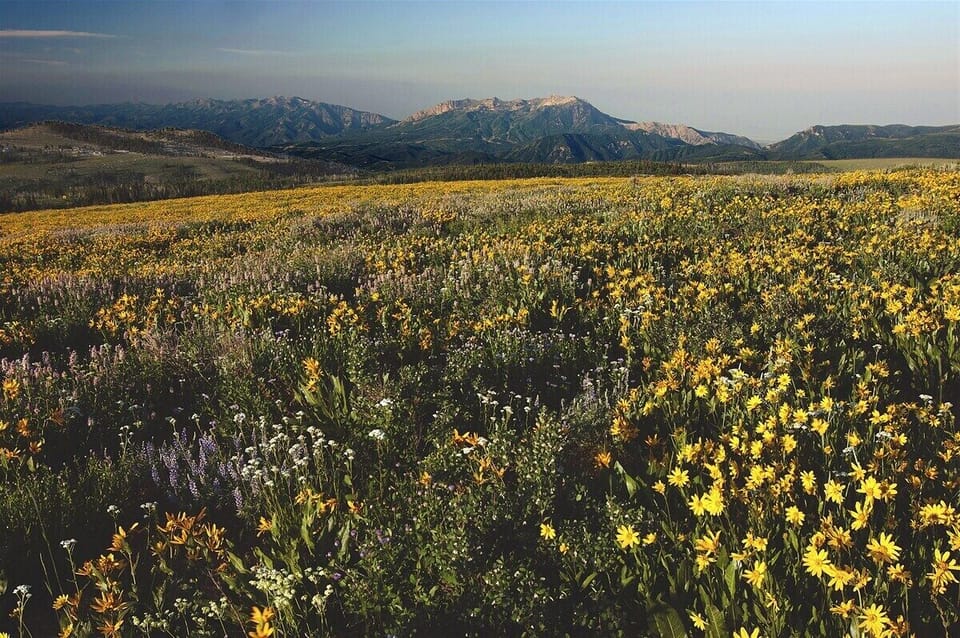 Discover the natural beauty of Eden and the surrounding mountains, with colorful wildflowers, open meadows, and unforgettable seasonal scenery.
