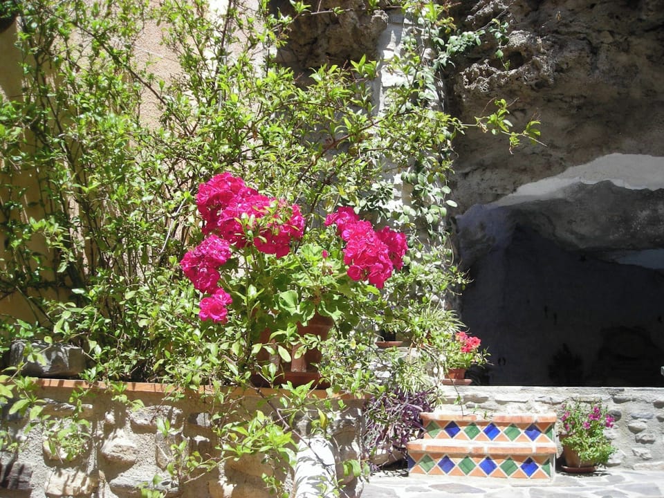 Tropical plants and flowers in the lush patio garden with cave pool
