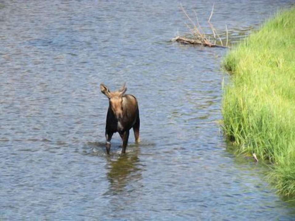 Moose crossing river in front of property