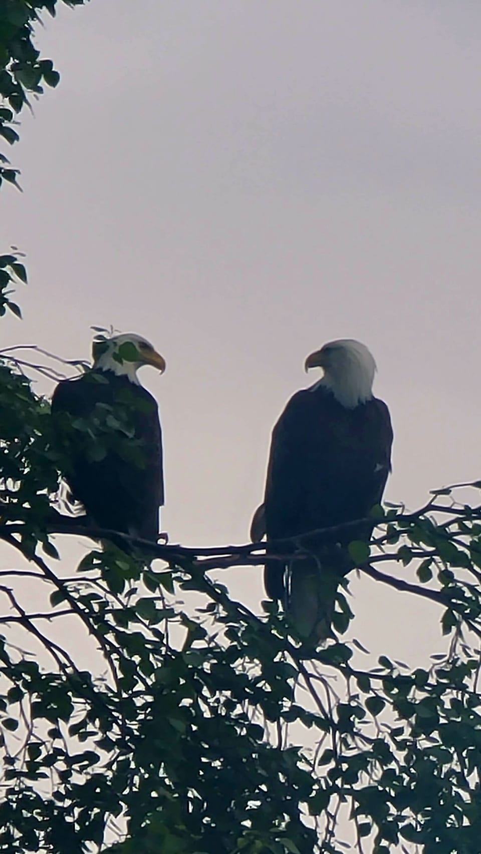 Returning nesting Bald Eagles that visit the property during summer months