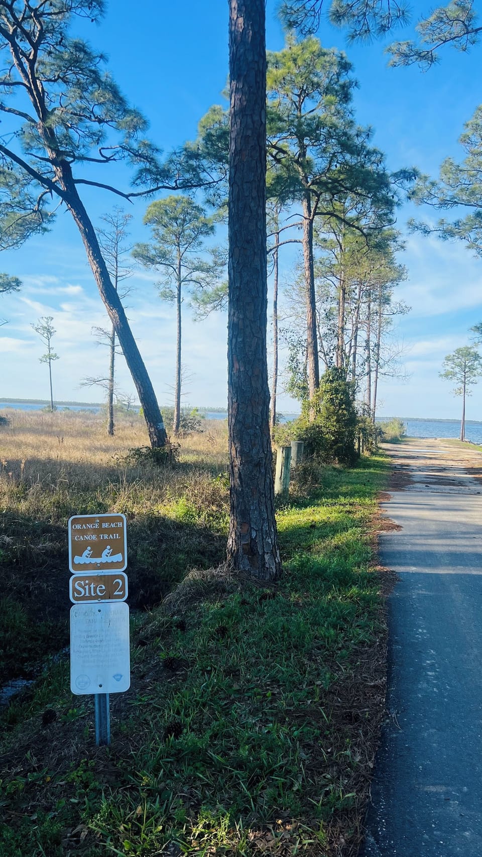 A path lined with tall pine trees leads to a tranquil waterfront w/ blue skies.