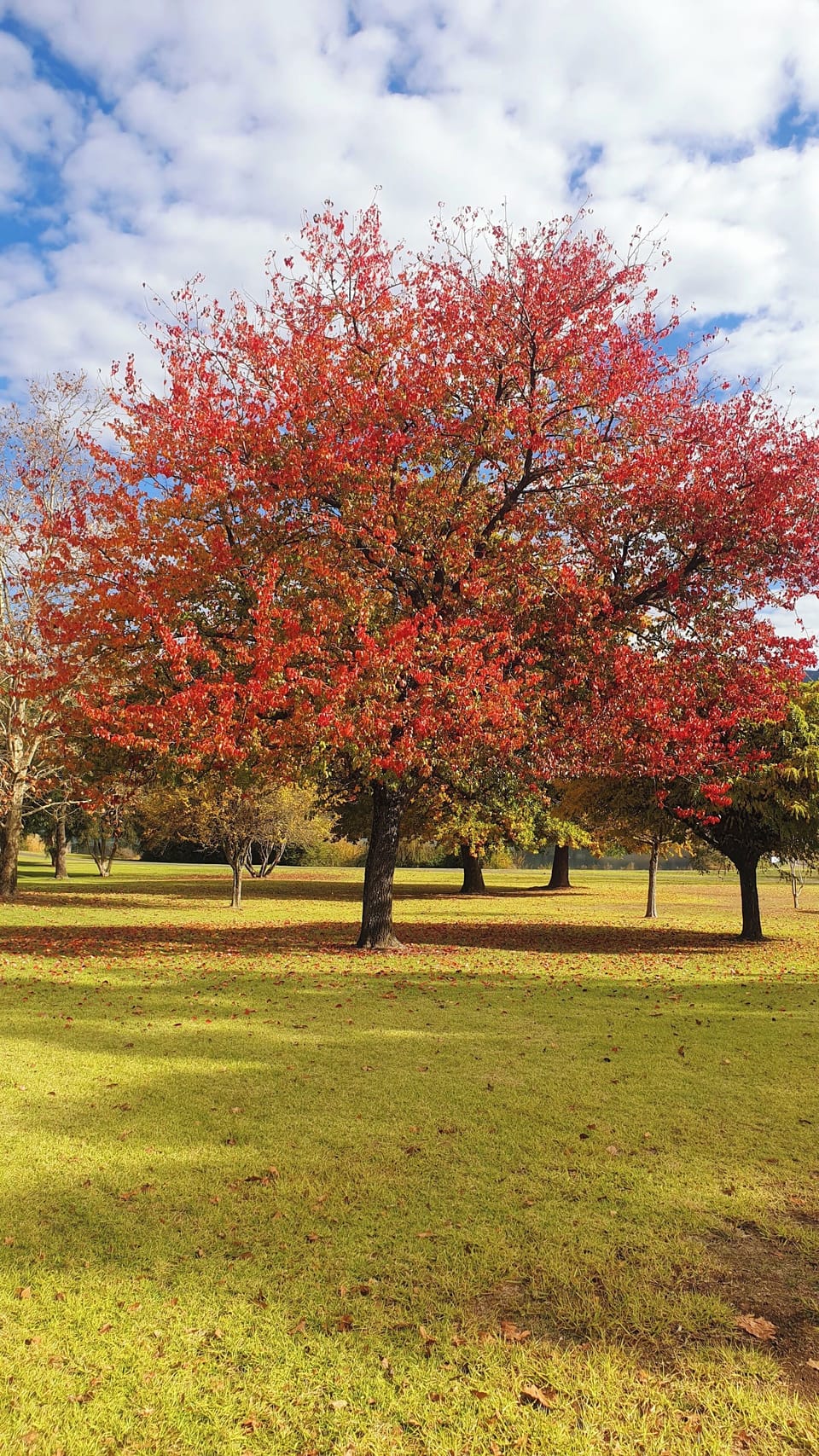 View from front of house across the park. 