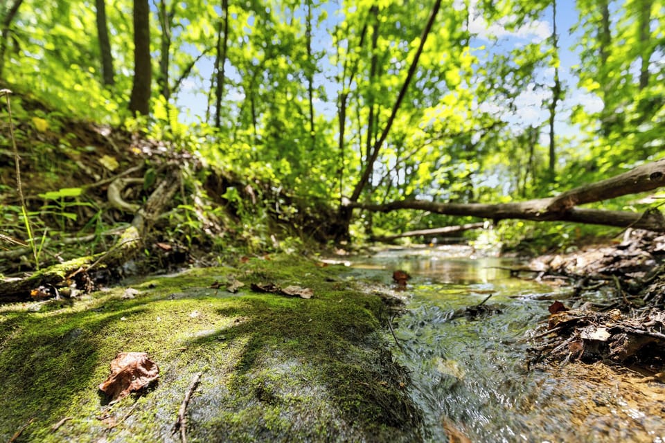 Creek located at the base of the property