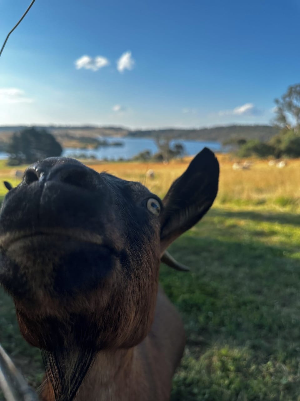 Garry the goat