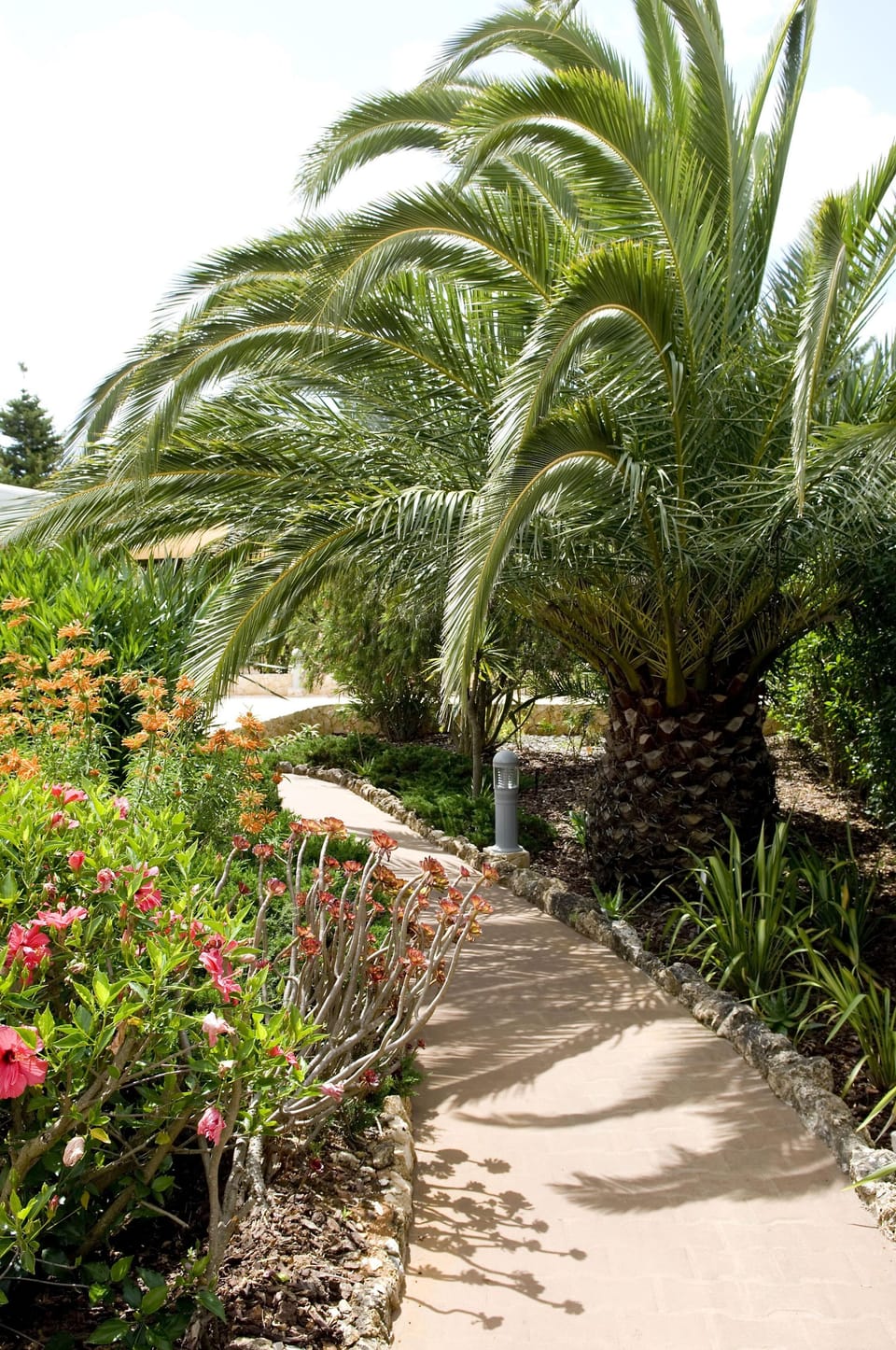 Tropical%2Dstyle garden with palm tree